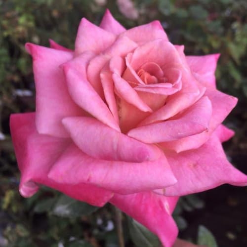 Heirloom Hybrid Tea Roses, Live Own Root Plant for Outdoor Garden, Muzi-Lucia, Exceptionally Fragrant, Hardiness Zones: 7-10, Repeat Blooming
