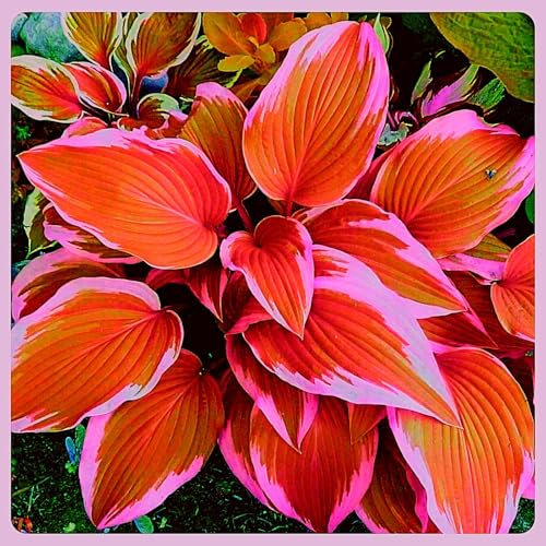 Hosta Bulbs Mix Golden Jade Carving Feels Beautiful Now Mixed Garden Crop for Planting Now UK Strong Plants That Grow Well