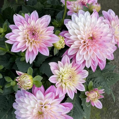 Bulbi di Dahlia, Resistenti Bulbi di Dahlia – Adatti a Condizioni Varie, Ideali per Bordo Giardino e Decorazioni in Vaso-10bulbi-E