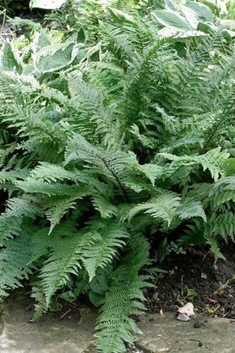 Dryopteris filix-mas 'Mexico' 30-40 cm – Winterhart, Mehrjährig, Pflegeleicht – Wurmfarn – Schattenstaude für Beet & Unterpflanzung
