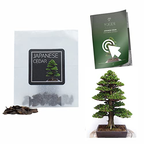 30 Japanese Cedar Bonsai Seeds | Cryptomeria Japonica | Growing Guide | Grow Your Own Bonsai Tree | Bonsai Beginners and Enthusiasts