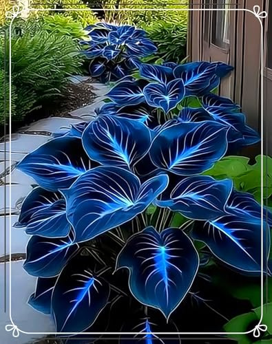 Ideale Wahl für Ihren Garten,Funkien winterhart Mehrjährig,Vielfarbigkeit,Garden Stakes,Midnight Blue Hostas Funkien Rhizome.-6rhizome-c