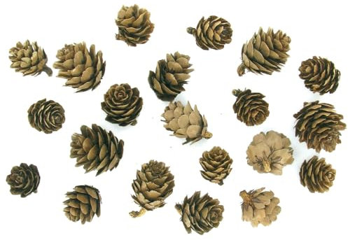 Déco nature mini pommes de pin - environ 20 pièces
