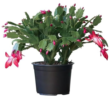 Planta Viva de Cactus de Navidad Ideal para Regalo y Decoración Festiva