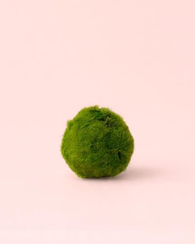 PUR PLANT Marimo Ball Mini | Bola de Musgo Viva Natural para Terrarios y Acuarios | Planta Acuática Decorativa | Ø5 cm