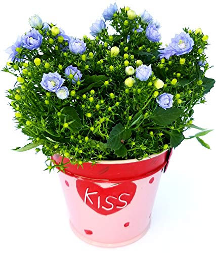 POWERS TO FLOWERS - CAMPANULA BLU IN VASO SAN VALENTINO, pianta vera