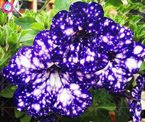 Kalash New 100pcs Starry Petunia Flower Seeds for Gardening Blue
