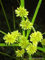 100 Stuck gelbe Cyperus Papyrus Pflanzen:Seeds Only