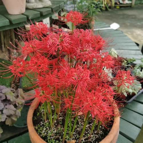 4 piezas bulbos sangre perennes resistentes, bulbos de lirio araña, pequeño para mujeres, bulbo jardín de balcón