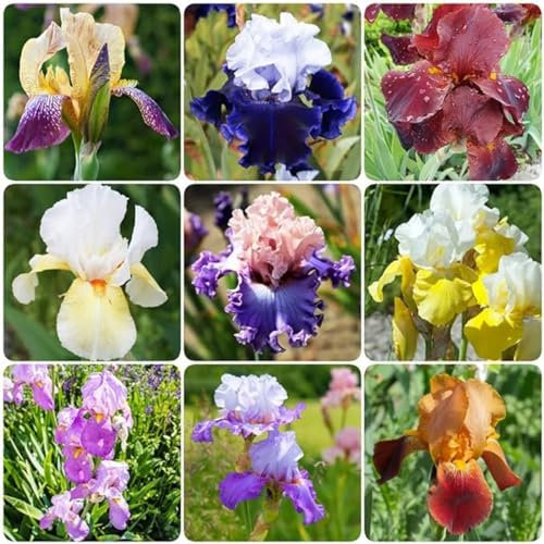Iriszwiebeln,winterharte pflanzen,Schnittblumen pflanzen,duftend,Gartengestaltung,schwertlilien klein,schwertlilien,iris zwiebeln winterhart mehrjährig,Iris zwiebeln,iris knollen.-10zwiebeln-A