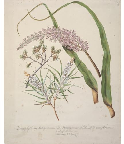 ArtDirect Dracophyllum latifolium Neinei;Dracophyllus narrow;Dracophyllum uniflorum; Turpentine scrub (circa 1885) Art Print Giclee Poster by Sarah Featon - Ready for Framing with Customization Sizes 8x10, 11x13, 16x20, 24x29, 36x44 and 48x59 inches