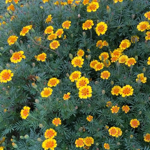 Semi di calendula resistente - varietà antiche rari giardino 100pcs