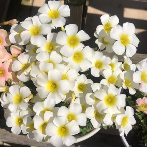 oxalis triangularis, giardino roccioso in vaso da balcone decorazioni giardino per esterni rari di arredamento del soggiorno 5Bulbi