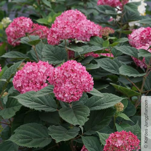 Rosarote Schneeballhortensie 'Ruby Annabelle'®, rosarot, Topf 5 Liter