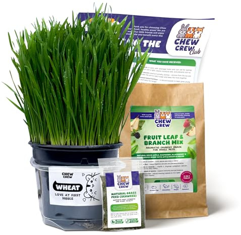 1 Fresh Wheat Grass for Rabbits, Guinea Pigs, Chinchillas, Hamsters, Gerbils – Natural Hay Alternative – Live Treat & Boredom Buster – UK Grown by Chew Crew