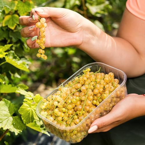 semi di uva spina da frutto vecchie varietà ribes da frutto colonnari nani, resistenti frutteto comprare giardino roccioso esotiche colonnare balcone semi 300pcs