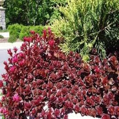 Graines De Sedum Voodoo, Vivaces, Couvre-Sol/Rocailles, Orpin Paquet De 100 Graines