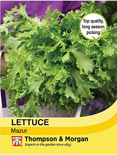 Thompson & Morgan - Vegetables - Lettuce Mazur - 200 Seed