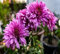 50 semi di fiori freschi viola crisantemi