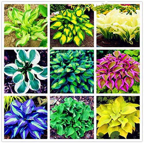 Bloom Green Co. Exotische Hosta Pflanze Vier Jahreszeiten Blume Perennial Gemischte Funkie FlowerSeed Bonsai Bodendecker Flore und Balkon Garten 100pcs: 10
