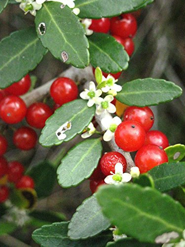 Graines d'arbustes et de bonsaïs d'arbres sauvages indigènes de Floride Ilex cassine DAHOON HOLLY Paquet de 100 graines