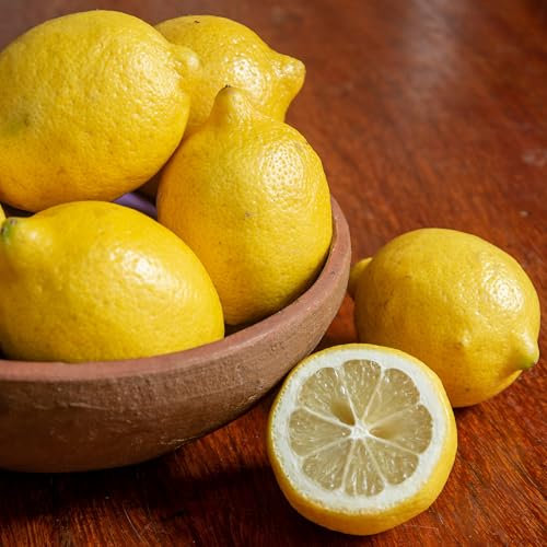 Plant in a Box - Citronniers - Set de 3 - Citrus Limon - Hauteur 25-40cm - Pot 9cm - Agrume d’Intérieur et d’Extérieur - Non Rustique