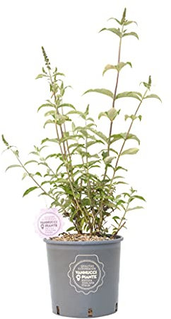 Buddleja davidii, Pianta vera in vaso Vannucci Piante, Pianta da esterno ('Empire Blue')