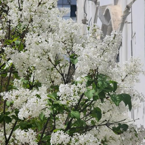 flieder pflanzen winterhart samen - blumen samen mehrjährige,kübelpflanzen fliederbaum winterhart topfpflanzen für draußen,samen winterhart blumensamen balkon,bodendecker pflanzen 100pcs