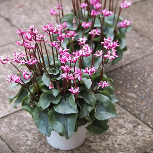 Semi di ciclamino - decorazioni per il soggiorno, giardino decorazioni giardino per esterni rialzata con semi di balcone, varietà antiche 120pcs