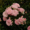 Rosa 'The Fairy' - Rosier couvre-sol The Fairy