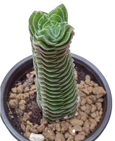 pianta vera di Crassula Tempio Di Buddha