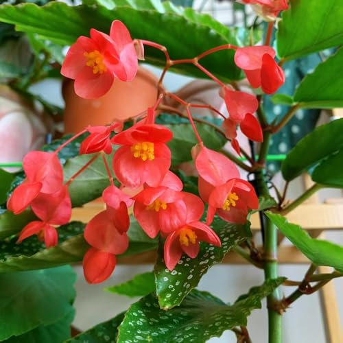 Forellenbegonie Samen - stauden winterhart mehrjährig Begonia maculata - luftreinigende zimmerpflanzen pflanzen samen pflanzen garten indoor plants for living room grünpflanzen, 100pcs