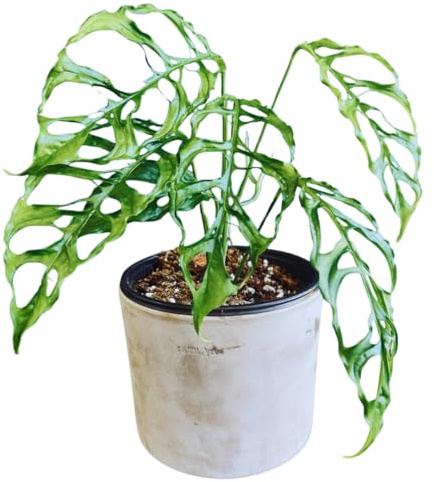 Monstera Obliqua, Central and South American, Tropical Houseplant, Indoor Use, Paper-Thin Fenestrated Leaves, Climbing Growth, Bright Indirect Light