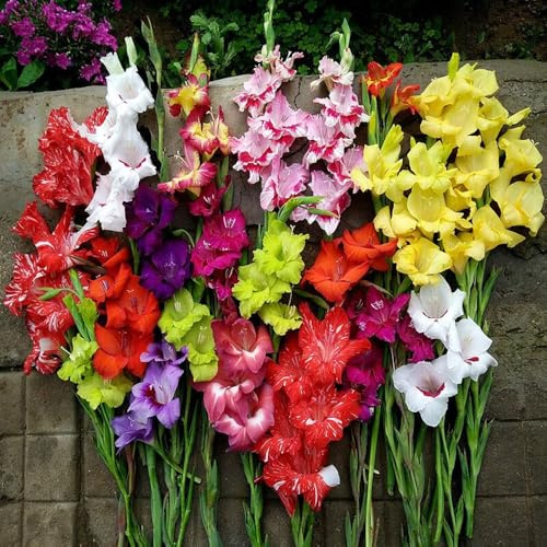 bulbos de gladiolosa resistente - balcón, decoración exterior 5pcs