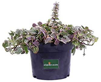 Pianta di Bugola Pianta di Ajuga Reptans Pianta di Erba di San Lorenzo pianta da esterno pianta tappezzante pianta ornamentale pianta vera venduta da eGarden.store (Ajuga Reptans Burgundy Glow)
