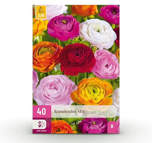 Blomsterlökar - Ranunculus Mix - Olika färger - 40 plantor - Lökstorlek 5/6-20-50cm - Ø5cm - Trädgårdsväxt - Flerdeal