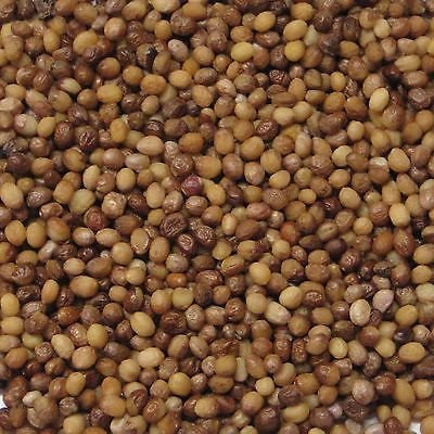 Buisson ardent Arbre Seed Pack, Euonymus Alatus Graines Idéal pour Bonsai 10