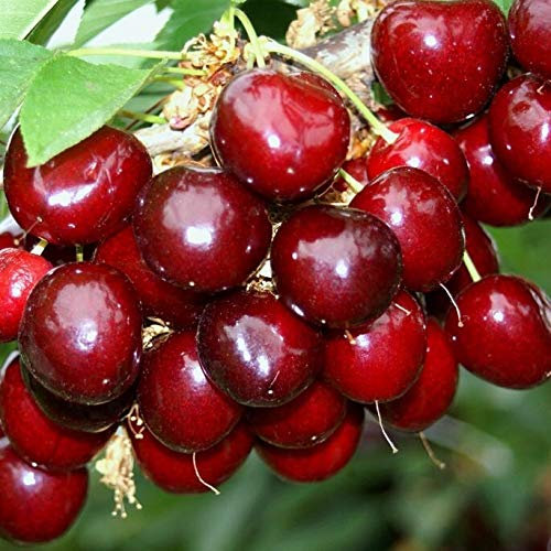 Sunburst selbstfruchtbare großfrüchtige Süßkirsche Buschbaum ca. 110-140 cm Colt
