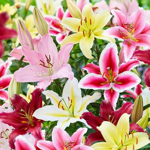 Orientalische Lilien Zwiebel Mischung, 15 Stück, mehrjährig und winterhart Blumenzwiebeln aus Holland zum Pflanzen in Garten und Topfe (große Knollen, kein Samen, nicht künstlich)