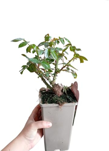 Rosal Arbustivo Rojo Natural Planta Viva con Rosas Para Exterior e Interior