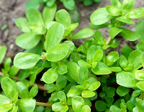 Gemüse-Portulak – Portulaca oleracea sativa – Sommerportulak – Knackiges Blattgemüse voller Vitamine & Frische – 2000 Samen