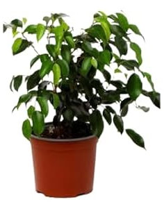 Planta Natural Ficus Benjamina Diseño Pequeño para Decoración Moderna