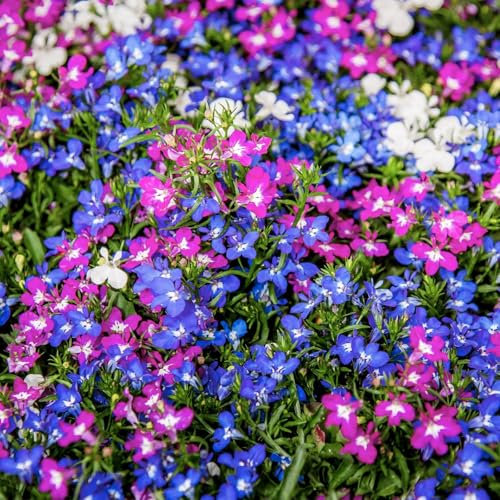 Carbeth Plants Lobelia Trailing Mixed Bedding Plants 1 x 12 Pack - Outdoor Garden Flowers Ready to Plant - Easy to Grow Pollinator Friendly Shrubs - Ideal for Beds, Patio Pots & Hanging Baskets