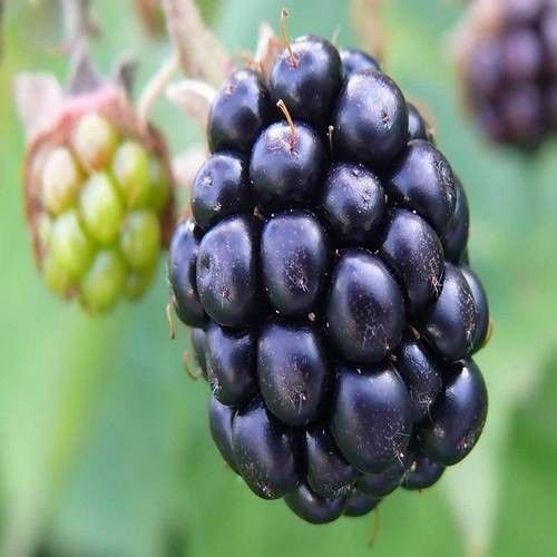 Semi BlackBerry Bush (Rubus laciniatus) 50 + Semi