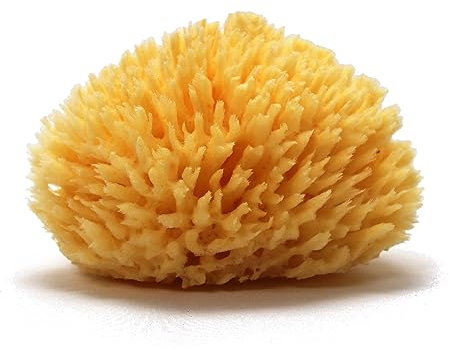 YOGAESSE Spugna da mare in lana naturale | Spugna da bagno Premium per schiuma abbondante ed esfoliante morbida | spugna da doccia greca adatta per adulti, bambini e neonati (11-13 cm x 1)