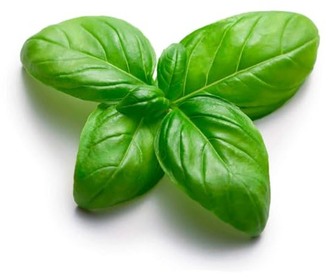 Semi BASILICO GENOVESE In Busta Ermetica MADE IN ITALY Qualità superiore con 95% di germogliazione, con istruzioni