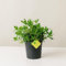 Pittosporum tobira (Nanum Vaso 17cm)