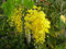 20 semillas de cassia fistula. Árbol de ducha dorado