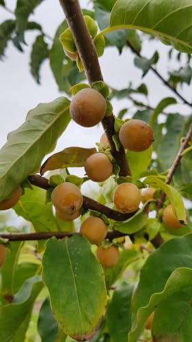 Diospyros lotus (De semis) / Plaqueminier d'Italie/Ecomotte/Fruitier