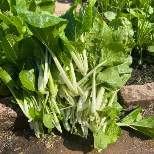 semi di pak choi, esotiche balcone giardino Copertura del terreno 100pcs